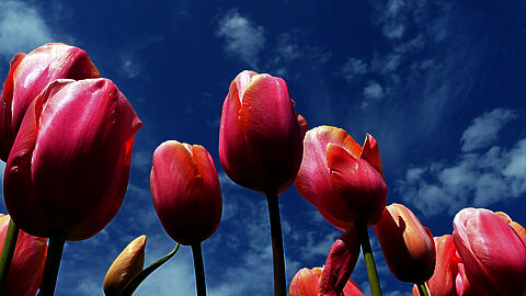 Een close up foto met roze tulpen met een blauwe lucht op de achtergrond