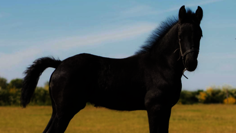 Zwart paard in de wei