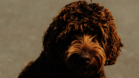 Bruinharige hond